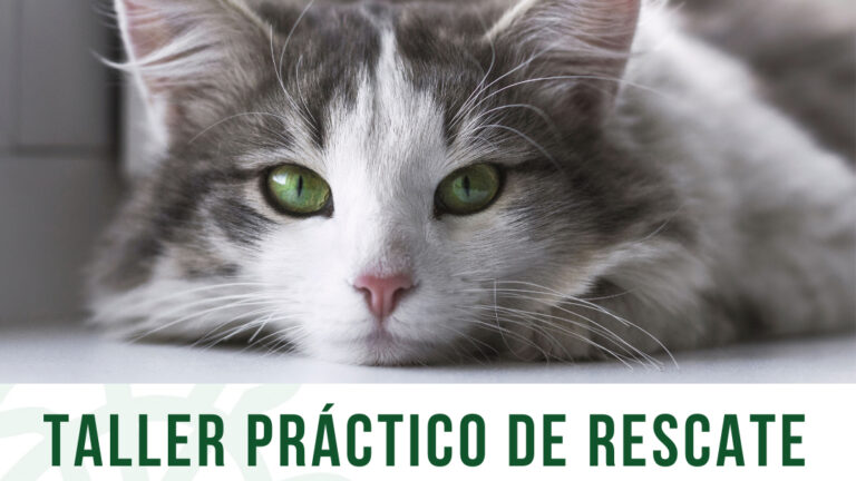 Curso de Salvamento Felino en Galapagar: Aprendizaje Práctico para Rescatar Gatos de Forma Efectiva