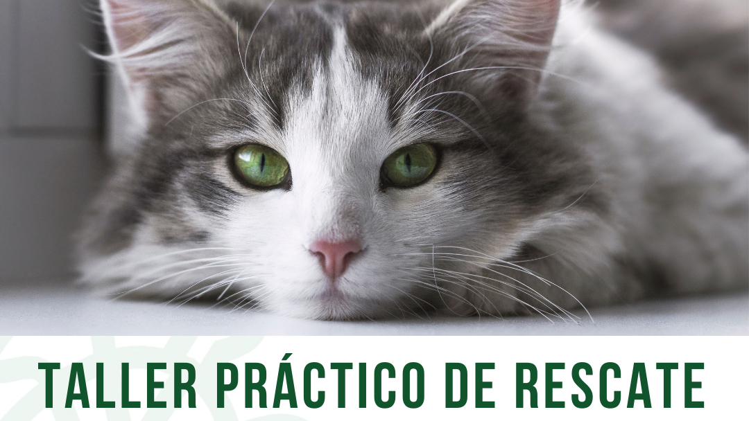 Curso de Salvamento Felino en Galapagar: Aprendizaje Práctico para Rescatar Gatos de Forma Efectiva