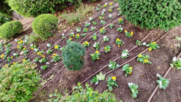 Tulipanes, Narcisos y Pensamientos: Embelleciendo el Otoño de Galapagar con Color