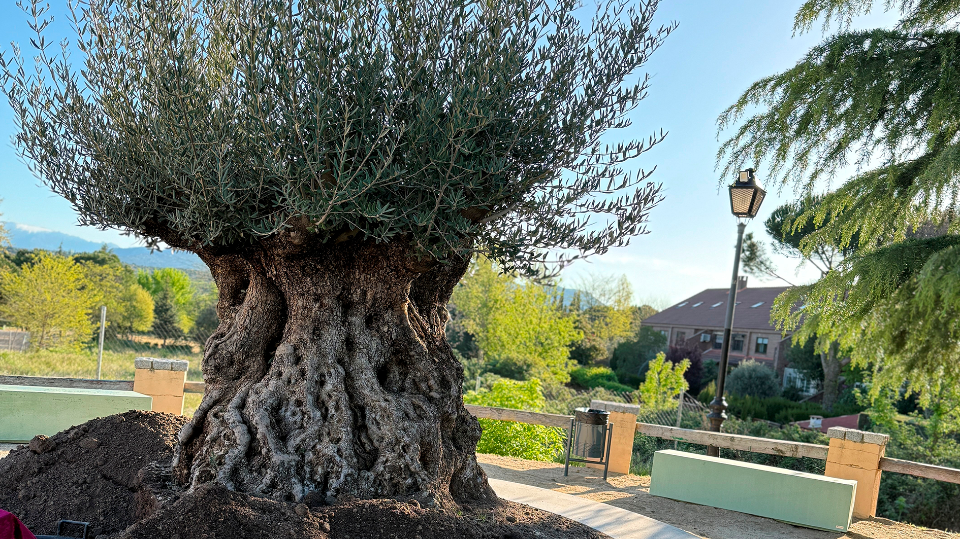 Galapagar conmemora el V Centenario con la plantación de un olivo como símbolo de memoria