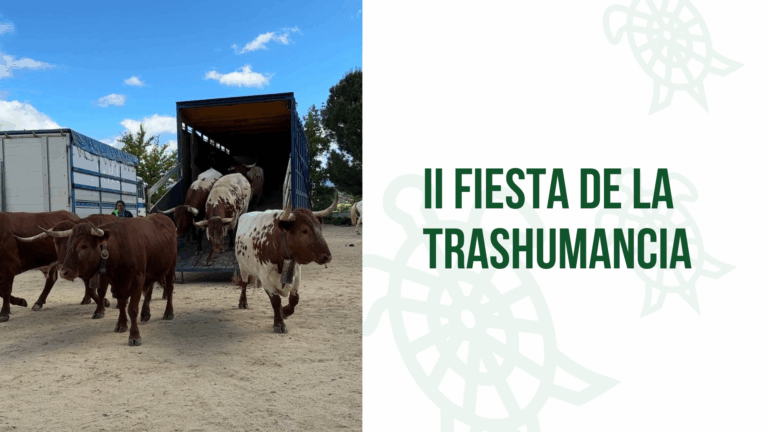 Galapagar se prepara para su II Fiesta de la Trashumancia: tradición y naturaleza en un evento inolvidable