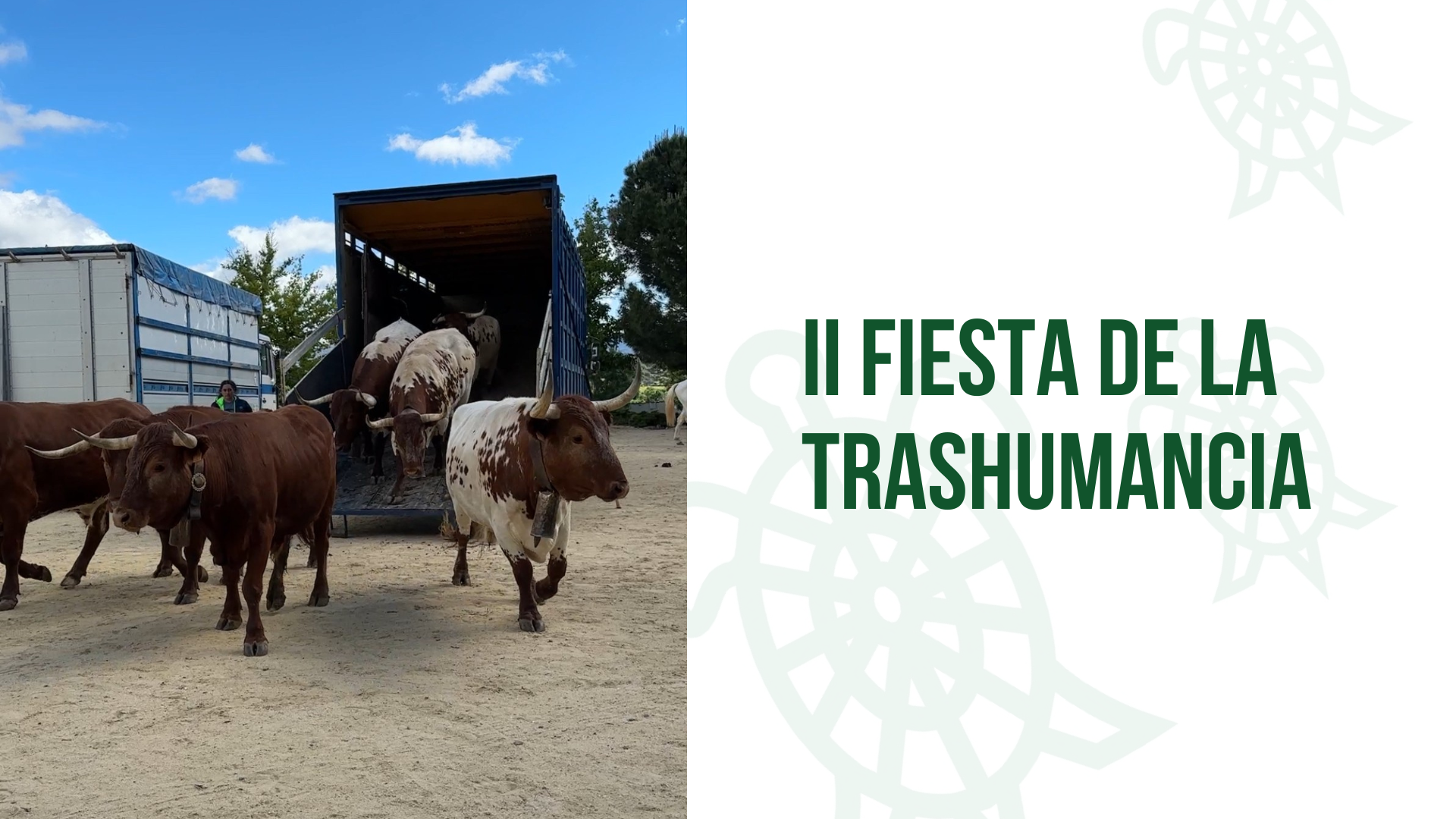 Galapagar se prepara para su II Fiesta de la Trashumancia: tradición y naturaleza en un evento inolvidable